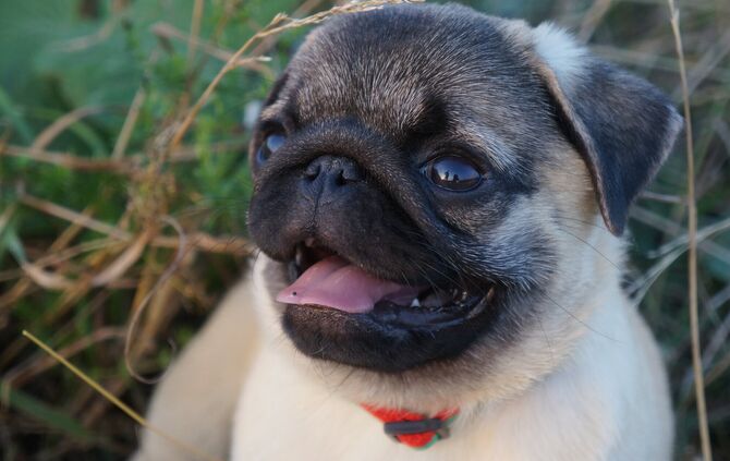 Eine Autofahrerin hat in Schwaben einen Mops überfahren. (Symbolfoto)