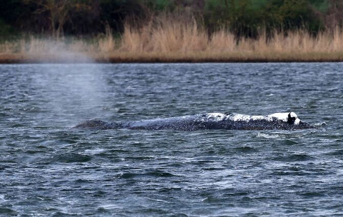 Weitere Entwicklung zum Buckelwal in der Ostsee
