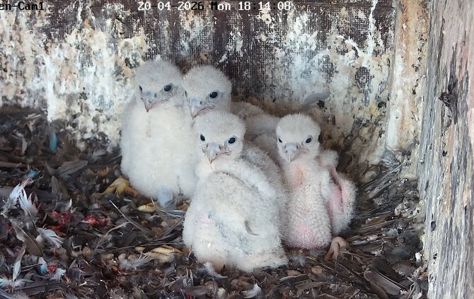 Die vier Wanderfalkenküken sind da.
