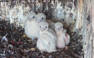 Die vier Wanderfalkenküken sind da.