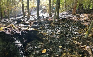 Verbrannter Waldboden an der Einsatzstelle.