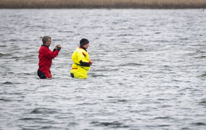 Weitere Entwicklung zum Buckelwal in der Ostsee