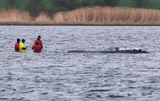 Vermeintlich ruhiger Wal im Trubel - Was fühlt das Tier wirklich?
