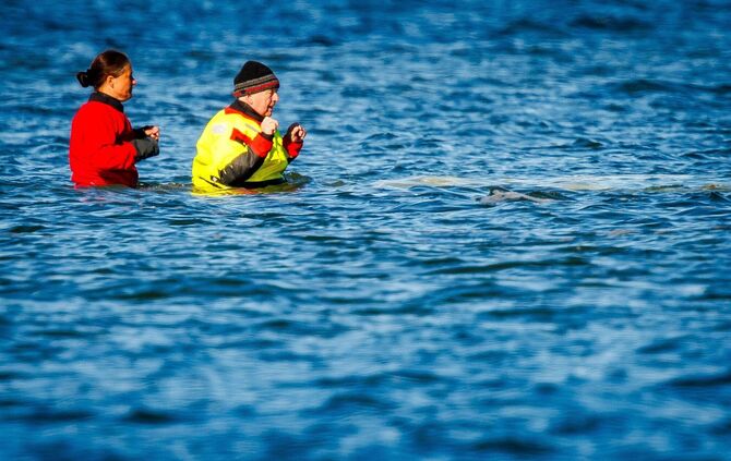 Weitere Entwicklung zum Buckelwal in der Ostsee