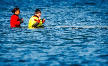 Weitere Entwicklung zum Buckelwal in der Ostsee