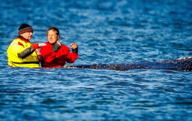 Weitere Entwicklung zum Buckelwal in der Ostsee