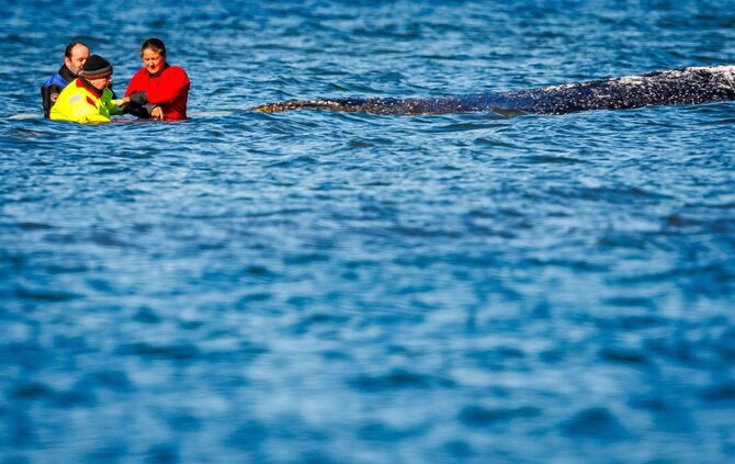 Weitere Entwicklung zum Buckelwal in der Ostsee