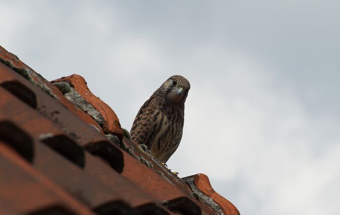 Turmfalken sind nicht so groß wie ihre stark geschützten Verwandten, die Wanderfalken - und sie nisten auch problemlos in Mensch