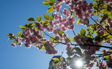Die Sonne scheint fast überall den ganzen Tag. (Archivbild)