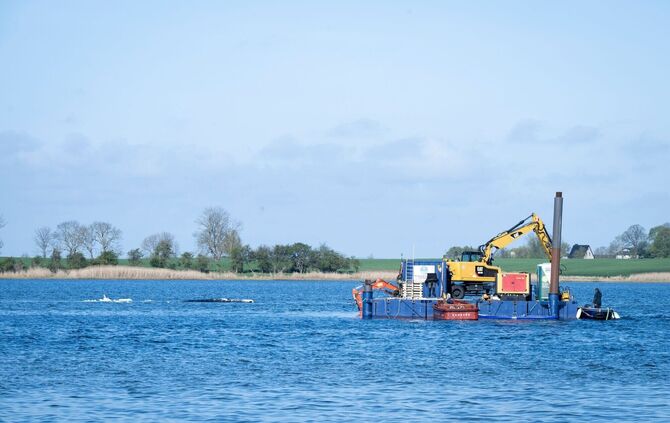 Am Dienstag soll der Abtransport des Buckelwals starten.