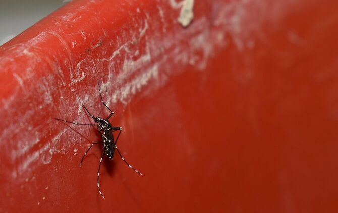 Die Asiatische Tigermücke.