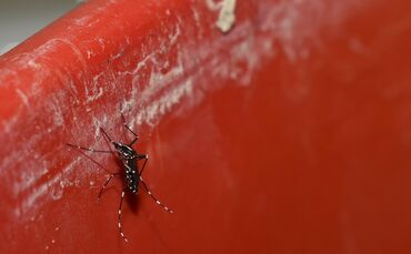 Die Asiatische Tigermücke.