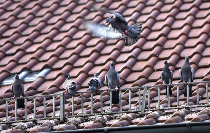 Eine Taube könnte eine unglückliche Verkettung von Ereignissen in Gang gesetzt haben (Symbolfoto).