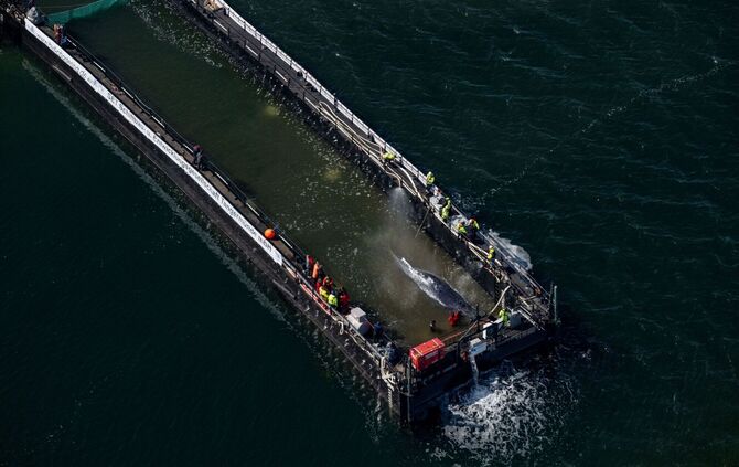Weitere Entwicklung zum Buckelwal in der Ostsee