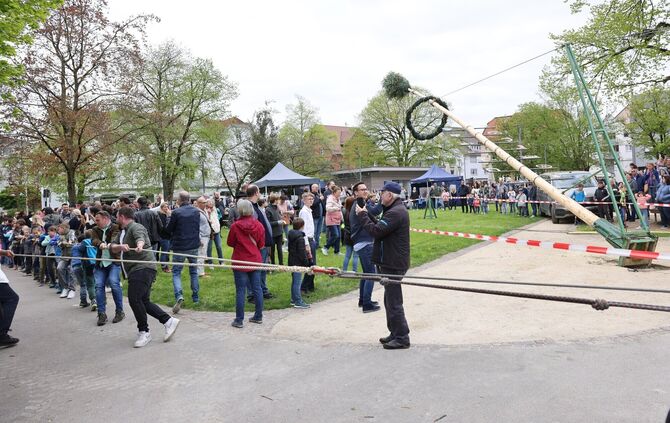 Auf dem Korber Seeplatz stellen wieder Mitglieder des Bunds der Selbstständigen den Maibaum auf.
