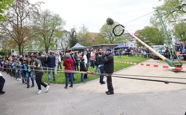 Auf dem Korber Seeplatz stellen wieder Mitglieder des Bunds der Selbstständigen den Maibaum auf.