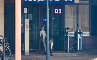 Ausgebüxter Ziegenbock an der Uni-Klinik Freiburg