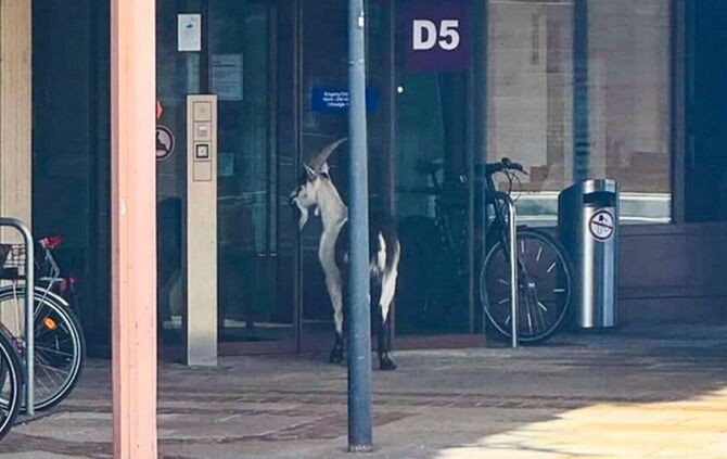 Ziegenbock vor Kliniktür - Wo bin ich denn hier gelandet?