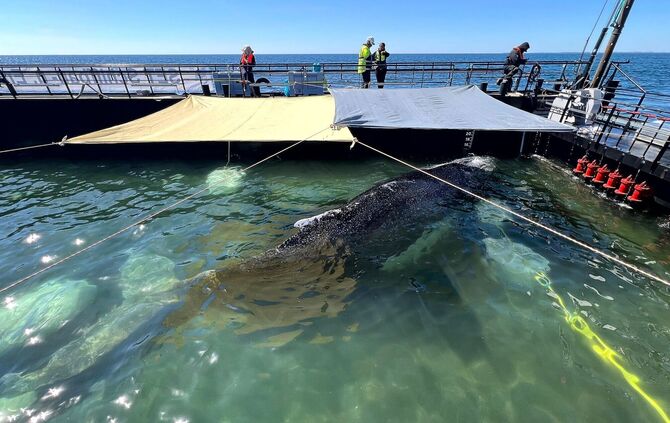 Weitere Entwicklung zum Buckelwal in der Ostsee