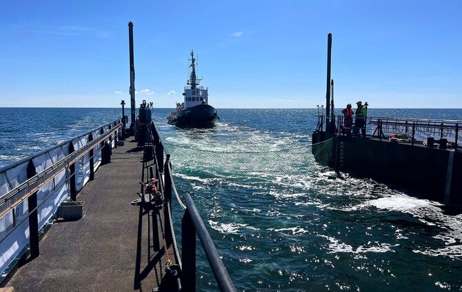 Weitere Entwicklung zum Buckelwal in der Ostsee