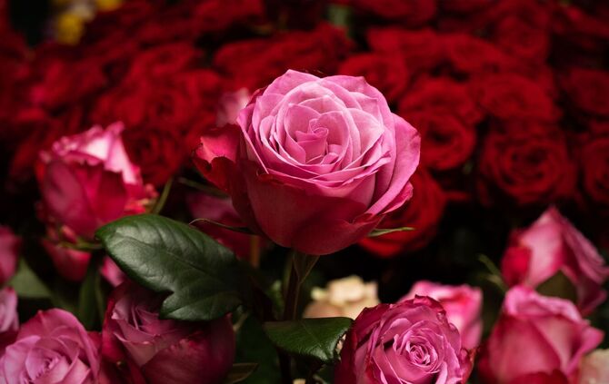 Blumen zum Valentinstag