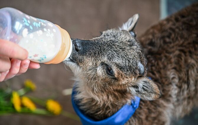 Flaschenlamm begleitet Bürgermeisterin
