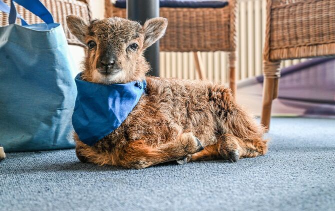 Flaschenlamm begleitet Bürgermeisterin
