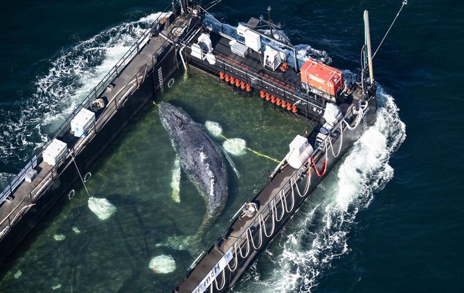 Weitere Entwicklung zum Buckelwal in der Ostsee