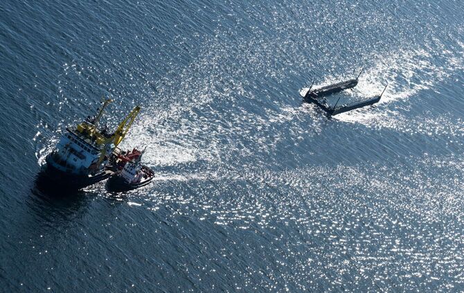 Weitere Entwicklung zum Buckelwal in der Ostsee