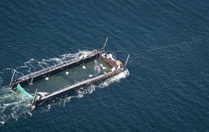 Weitere Entwicklung zum Buckelwal in der Ostsee