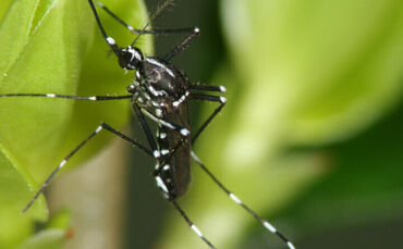 Asiatische Tigermücke auf einem Ligustertrieb sitzend.