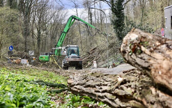 Nach einem Unfall in der Klingelestalstraße in Neustadt wurden viele Eschen gefällt. Jetzt geht es weiter (Archivfoto).