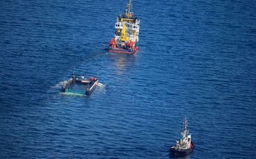 Weitere Entwicklung zum Buckelwal in der Ostsee