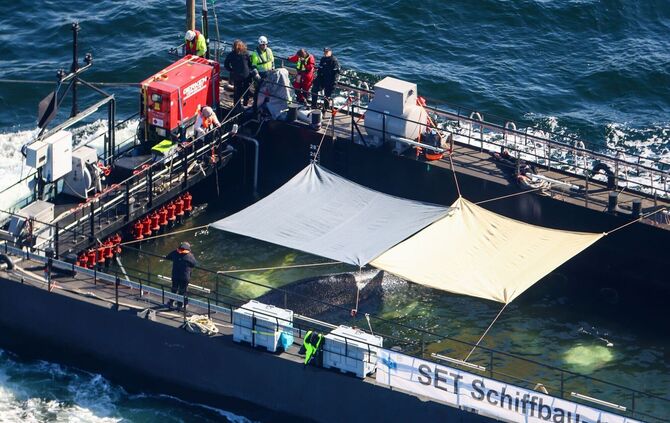 Weitere Entwicklung zum Buckelwal in der Ostsee