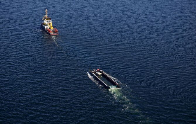 Weitere Entwicklung zum Buckelwal in der Ostsee