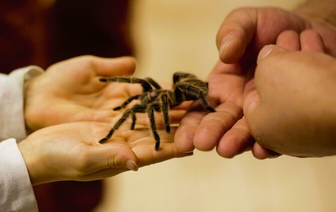 Von einer Hand in die andere: Wer möchte, darf die Tiere sogar halten.