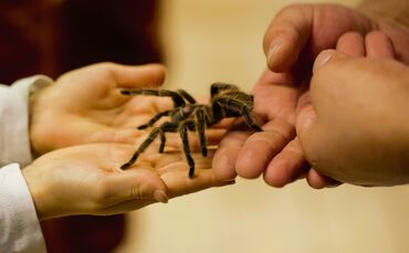 Von einer Hand in die andere: Wer möchte, darf die Tiere sogar halten.