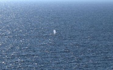 Buckelwal in der Nordsee freigesetzt