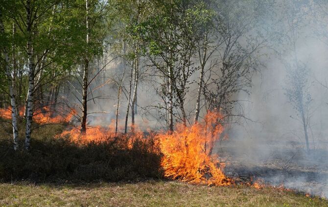 Waldbrand auf munitionsbelastetem Gelände bei Jüterbog