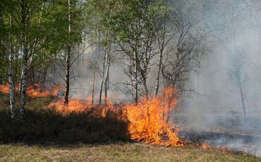 Waldbrand auf munitionsbelastetem Gelände bei Jüterbog