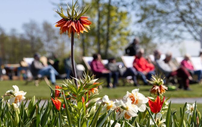 Blumen in Frühling
