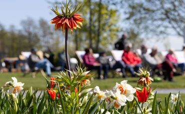 Blumen in Frühling