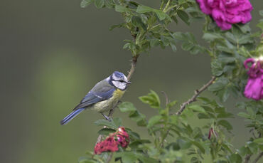 Mit verspielten Tönen startet die Blaumeise in den Morgen.