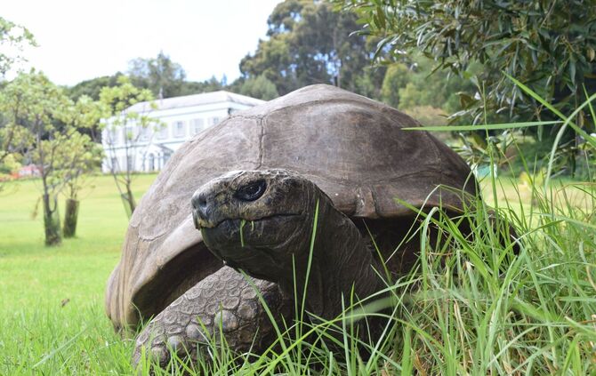 Die älteste Schildkröte der Welt