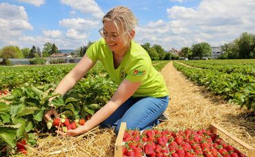 Erdbeeren gibt's bei Obst und Gemüse Haap täglich frisch vom Feld.