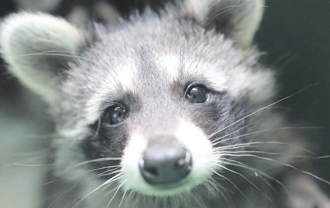 Ein Waschbär. (Symbolfoto)