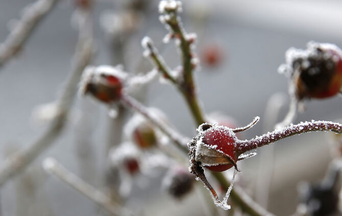 Der Wetterdienst warnt vor Frost (Symbolfoto).