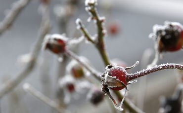 Der Wetterdienst warnt vor Frost (Symbolfoto).
