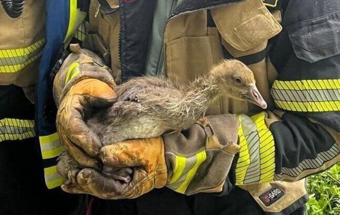 Ebnisee: Die Babygans hatte einen Angelhaken im Schnabel, die Freiwillige Feuerwehr Kaisersbach rettete sie.