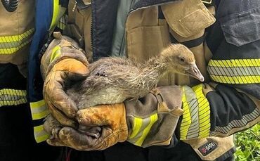 Ebnisee: Die Babygans hatte einen Angelhaken im Schnabel, die Freiwillige Feuerwehr Kaisersbach rettete sie.